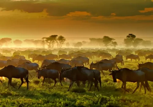 8 day Northern Circuit wildlife Kenya Tour