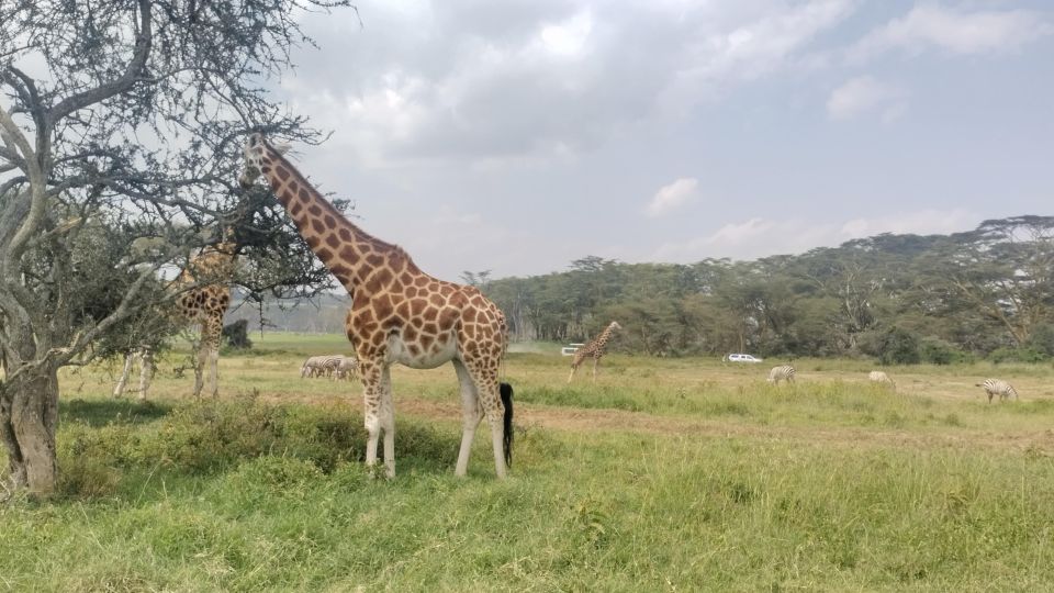 3days safari-Tsavo East &Tsavo West From Mombasa