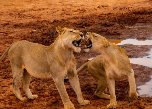1 Day Tsavo East Safari