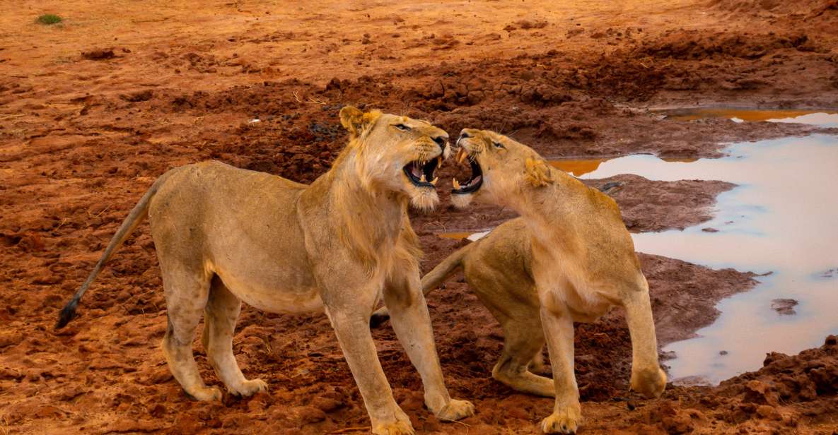 1 Day Tsavo East Safari