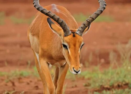 4-Day Tsavo East, West and Amboseli Safari