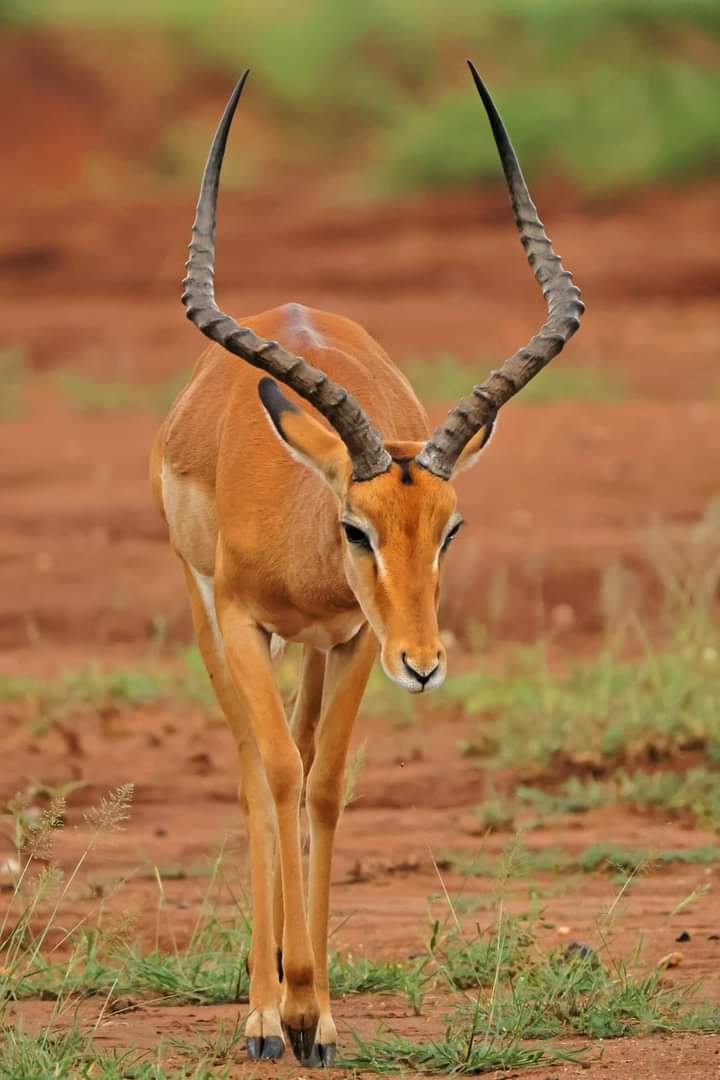4-Day Tsavo East, West and Amboseli Safari