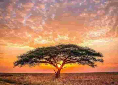 7Days Nairobi-Amboseli-Naivasha-Maasai Mara Safari Experience