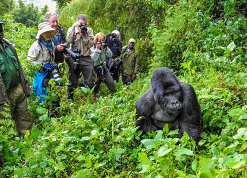 4 Days Rwanda Gorilla Trekking Safari